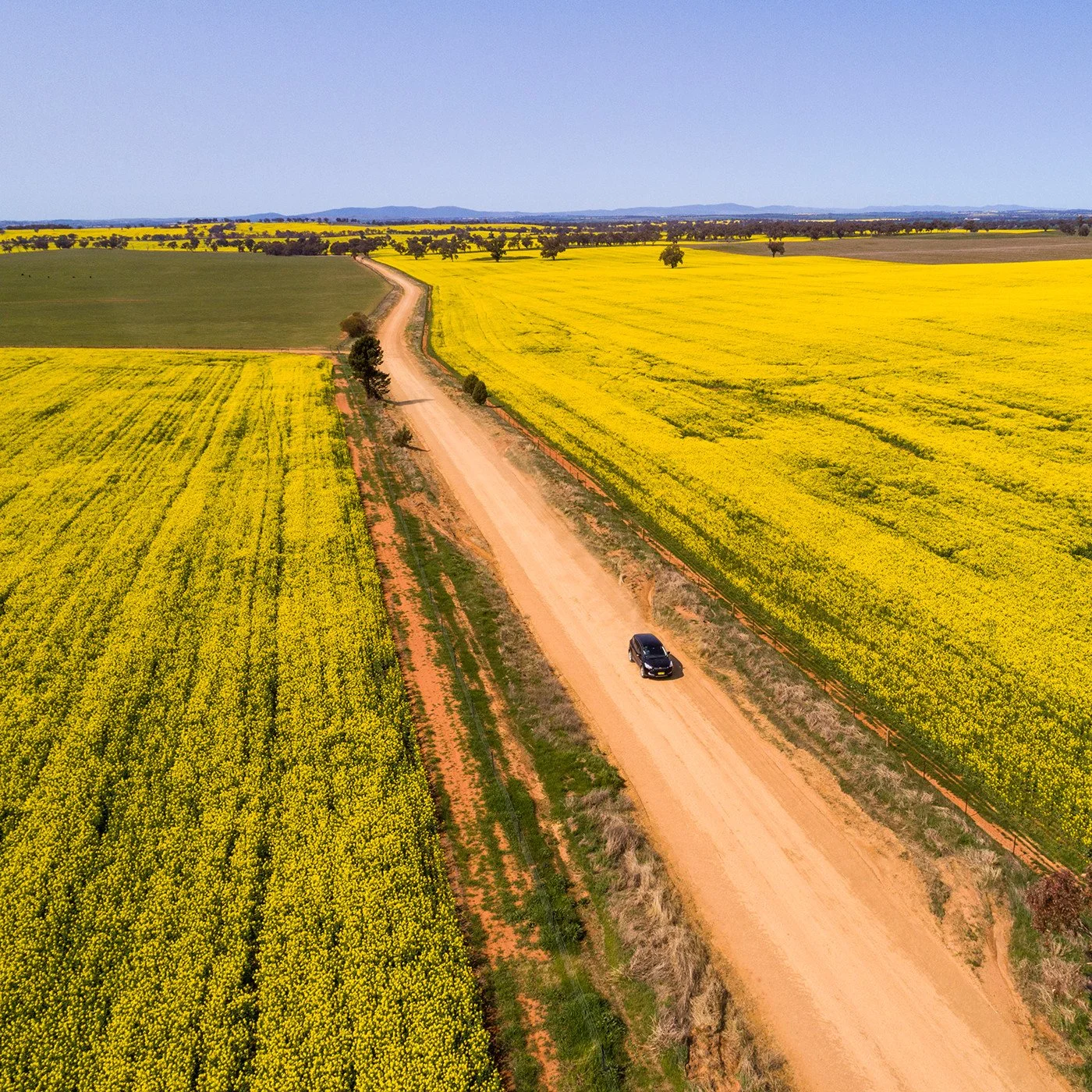 CANOLA TRAIL