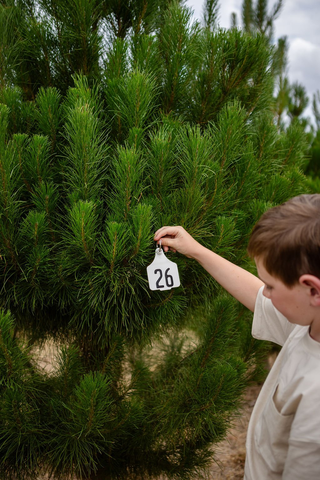Christmas Tree Tagging at Kinnilla Market  - 15 &amp; 16 Nov