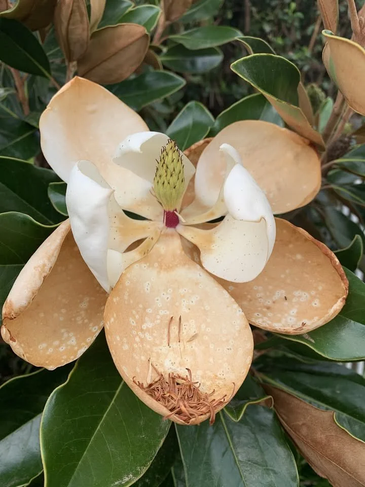 Floral Sepia Ink Workshop