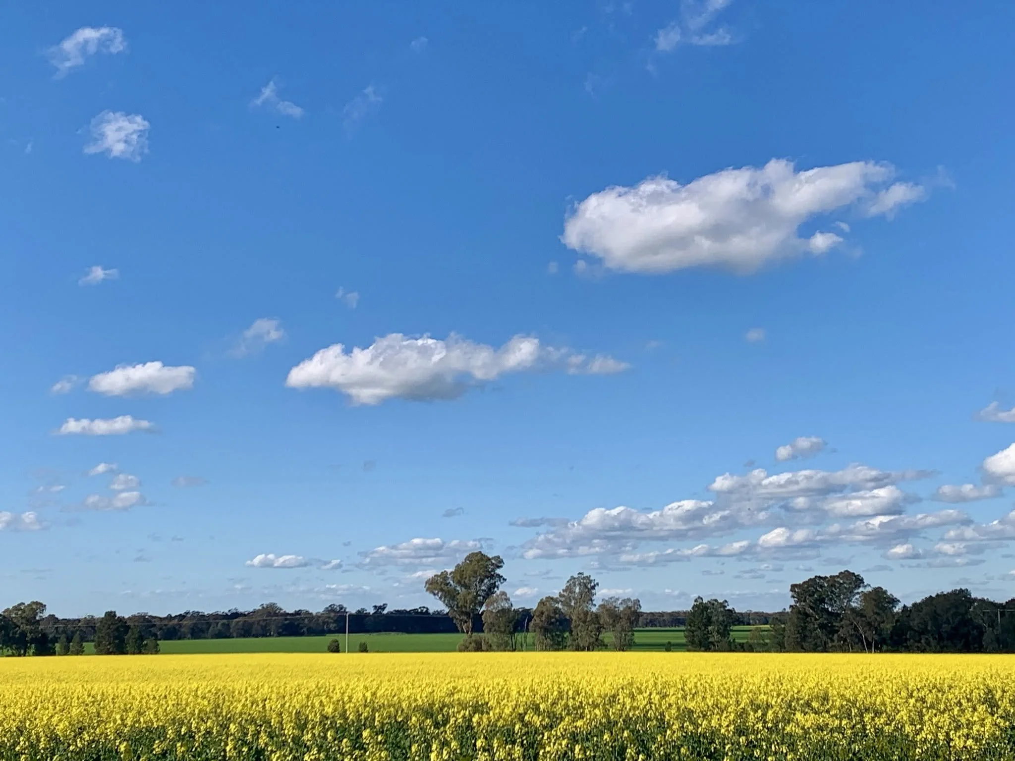 Painting In Canola