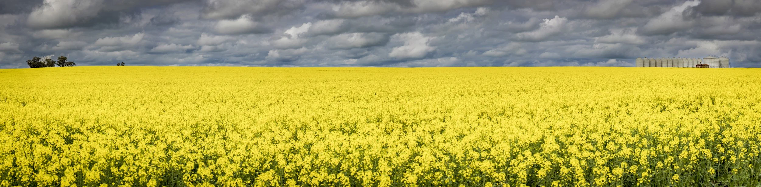 Painting In Canola