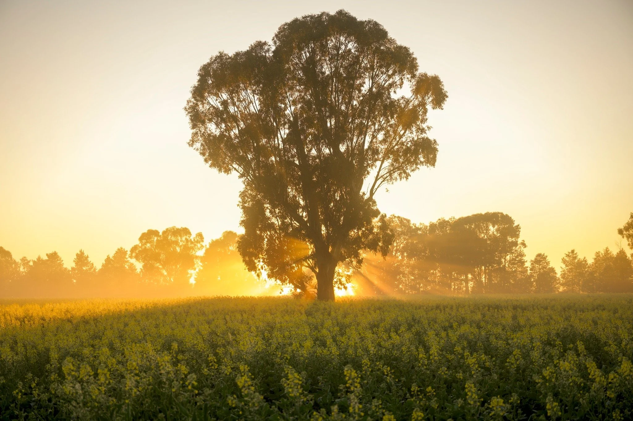Spring is here! 🌼
Our Shire is bursting with stunning canola at the moment. Soak up the warmer weather with a drive along the @canolatrail . You'll discover busy cafes, boutiques, historic buildings, cheese making, museums and popular events. 🌼🚗☕
