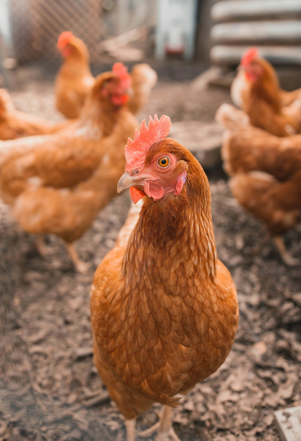 Ganmain &amp; District Poultry Club Auction