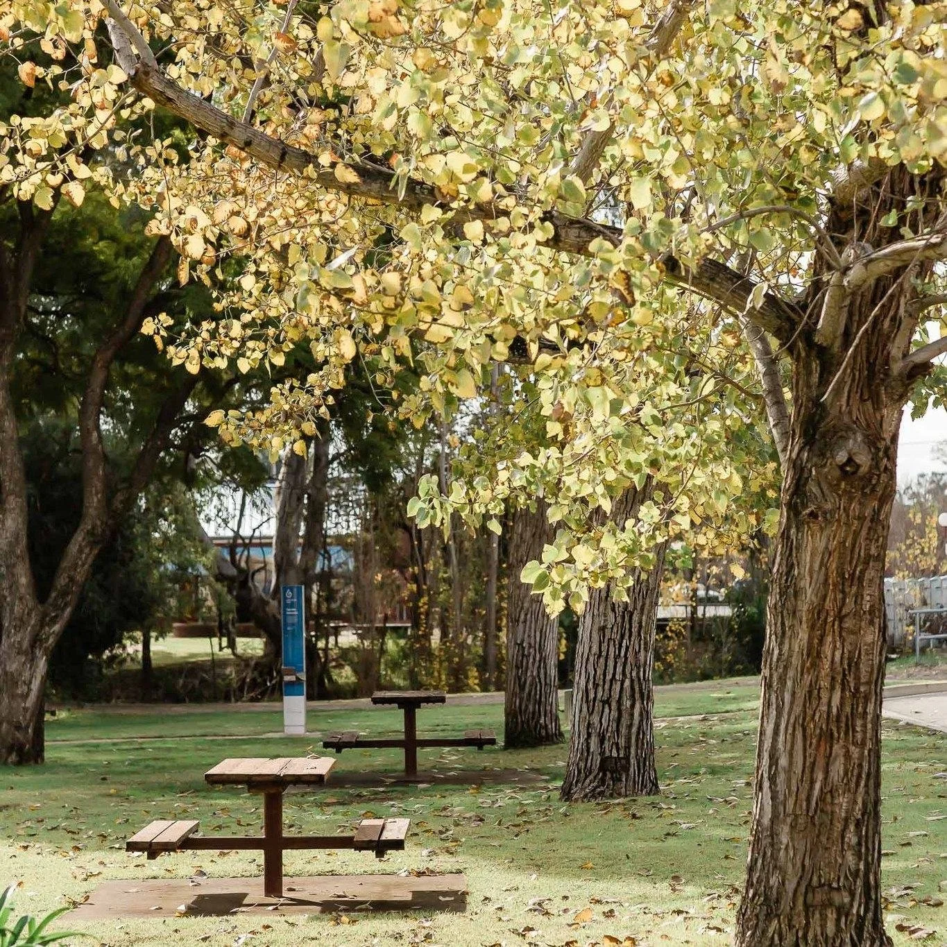 Another stunning weekend in Coolamon Shire and there's plenty to explore if you're planning a visit.

🌿Our parks and gardens are a lush sea of green, celebrating a perfect spring backdrop
🛍️ Local shops are bursting with new stock for the warmer mo