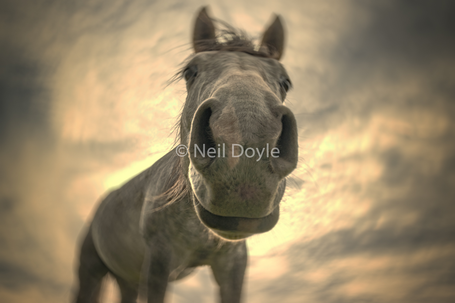 Dream-horse.jpg