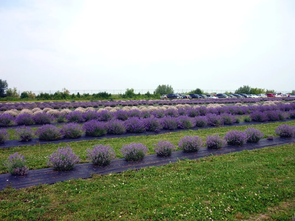 Arvinda's_LavenderFestival6.jpg