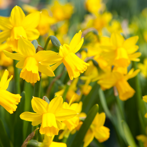 daffodils.png