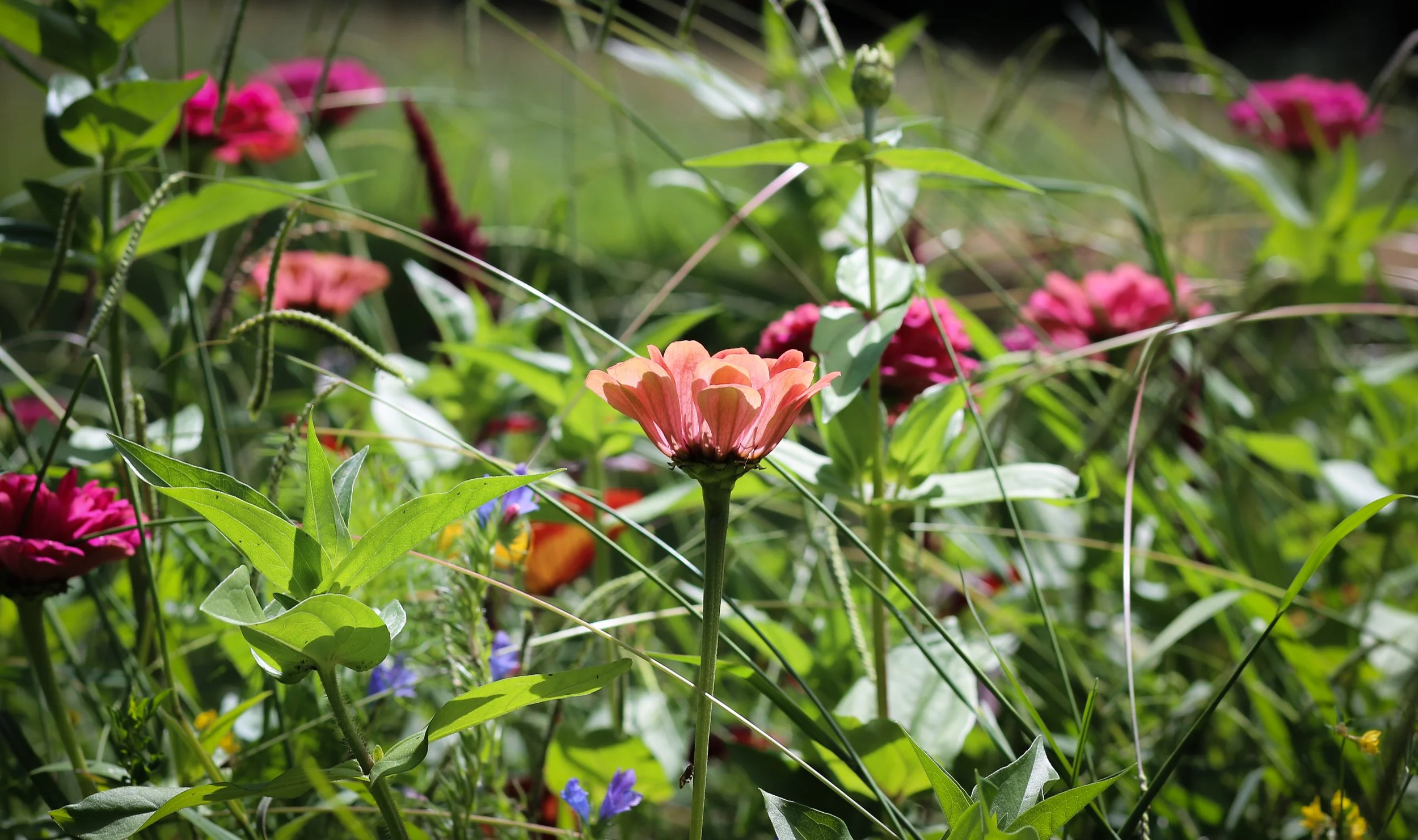 Flowers paddock.jpg