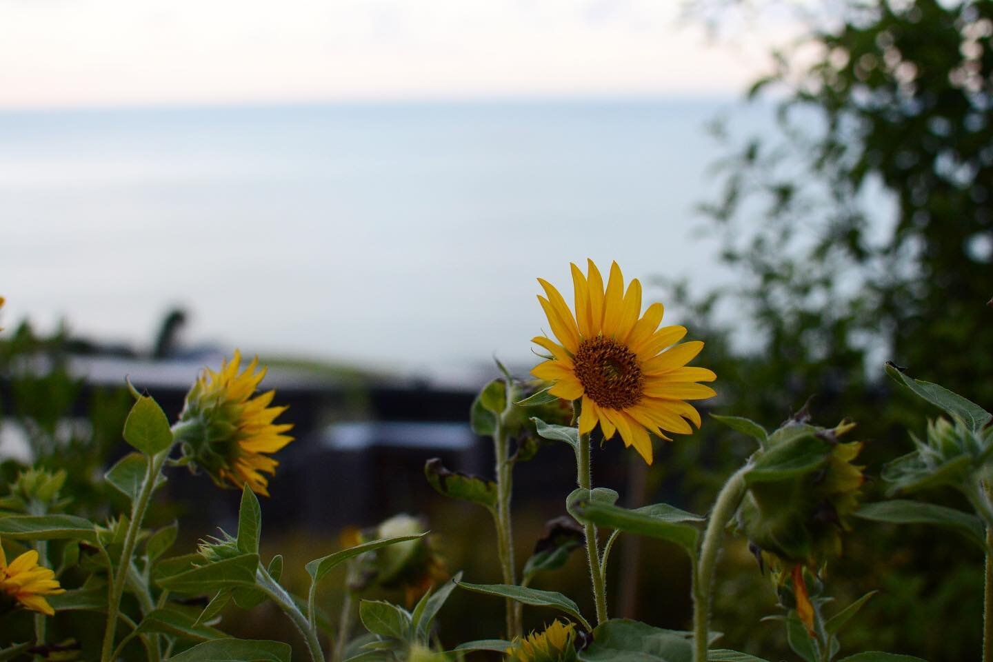 Sunflowers 
🌻 
There&rsquo;s still a big one missing from the &ldquo;what is eco&rdquo; series we started last year. And this one links to it.
The Huts are on a hill, and we&rsquo;ve terraced a large portion of that hill to slow down water, stop soi