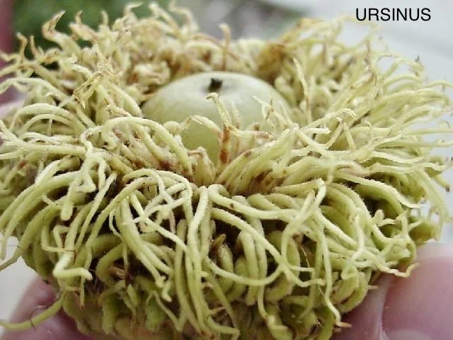 URSINUS Bur Oak Acorns .jpg