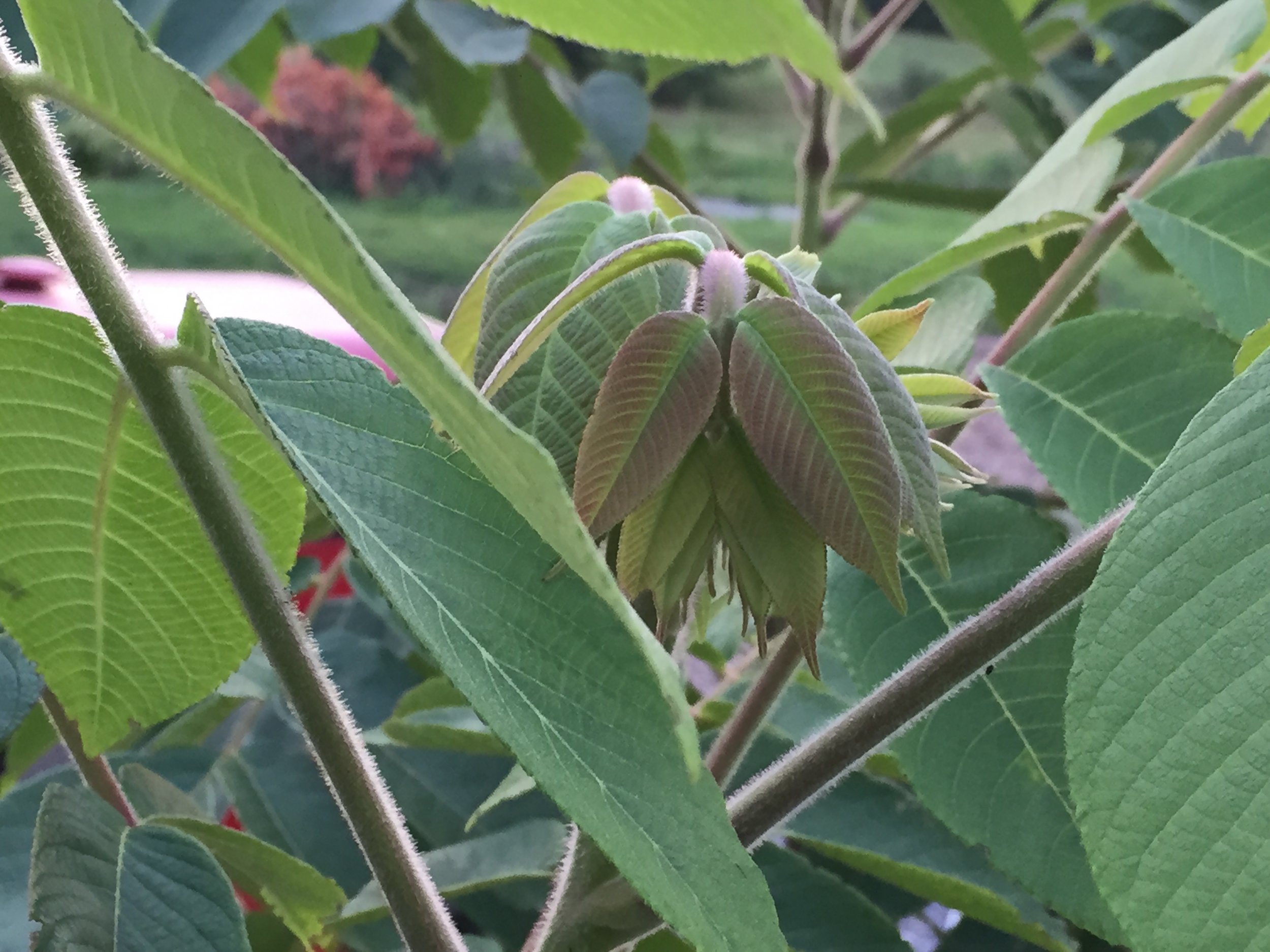 Heartnut foliage in springtime.  