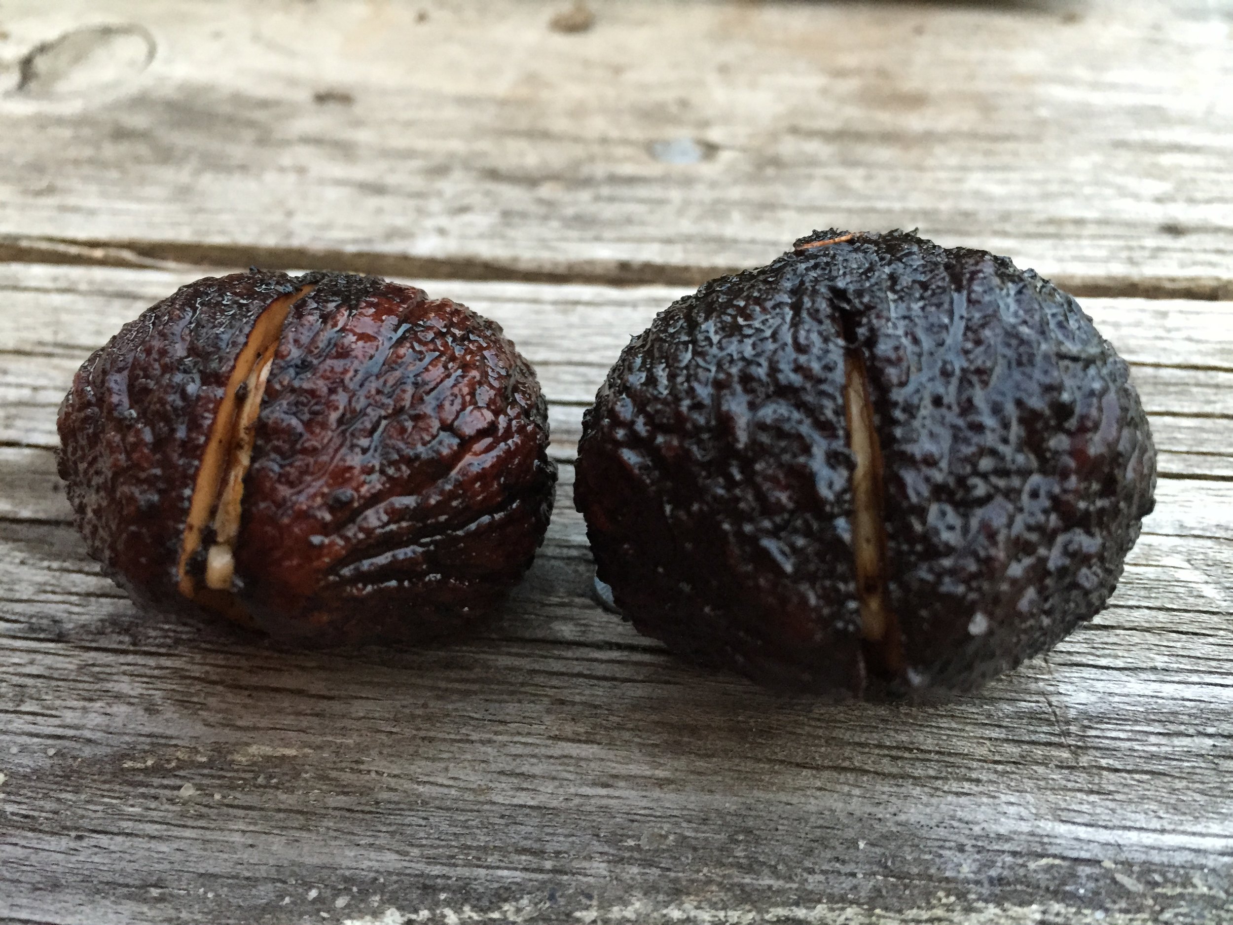 black walnuts germinating