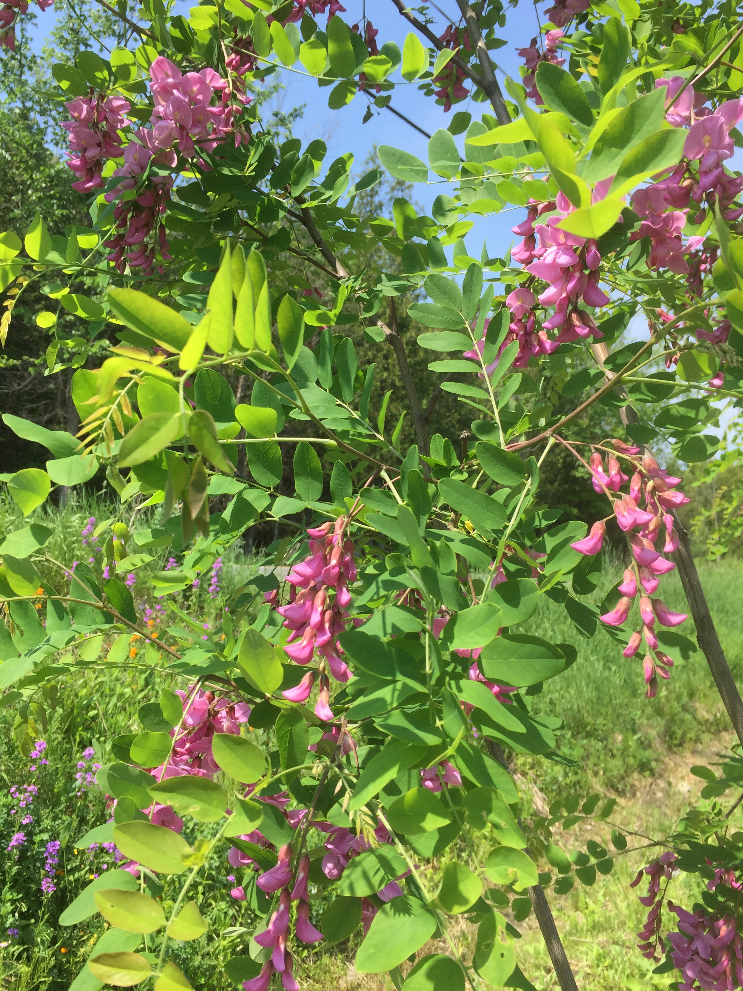 Purple Flowered Black Locust