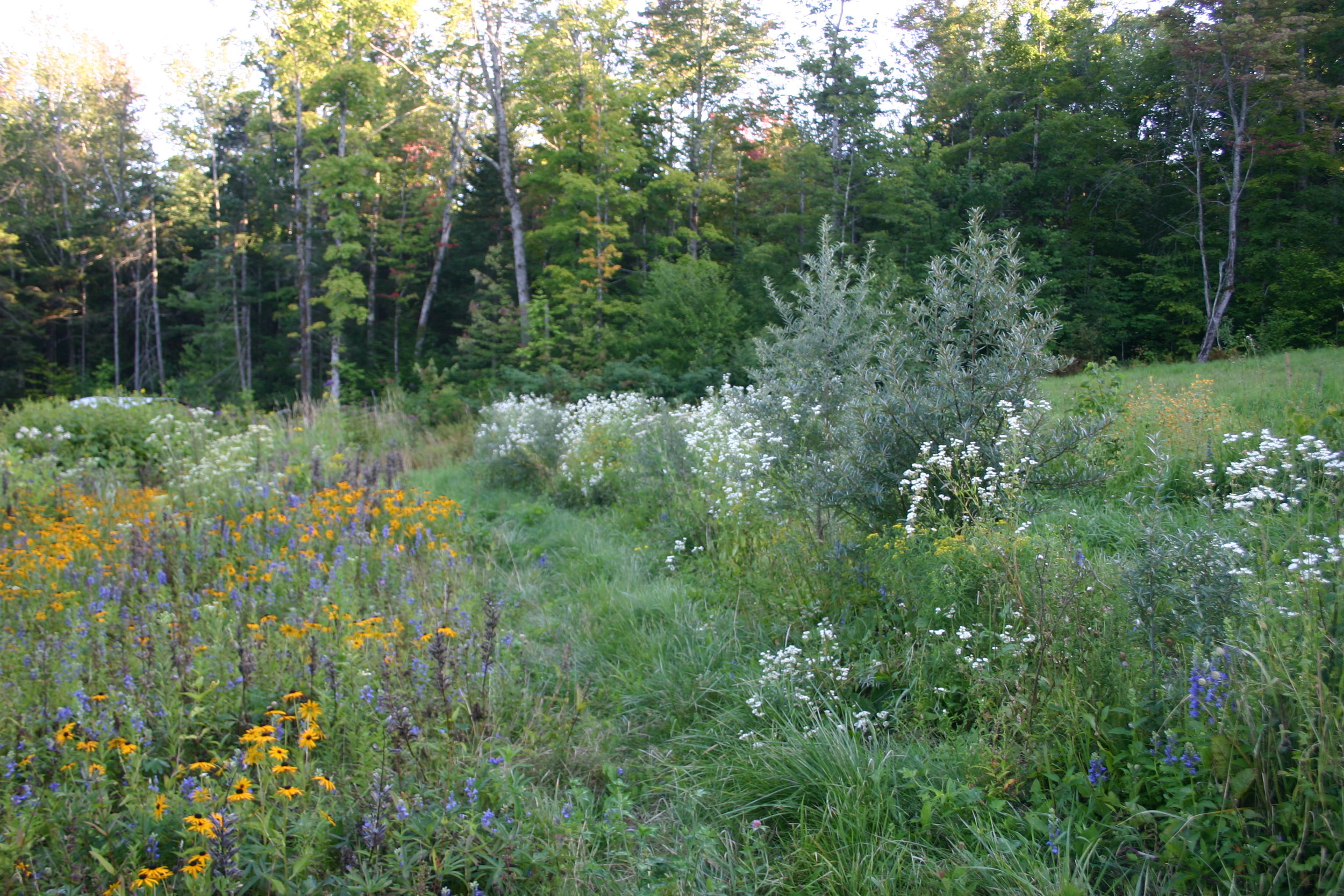 Seaberries in the weeds