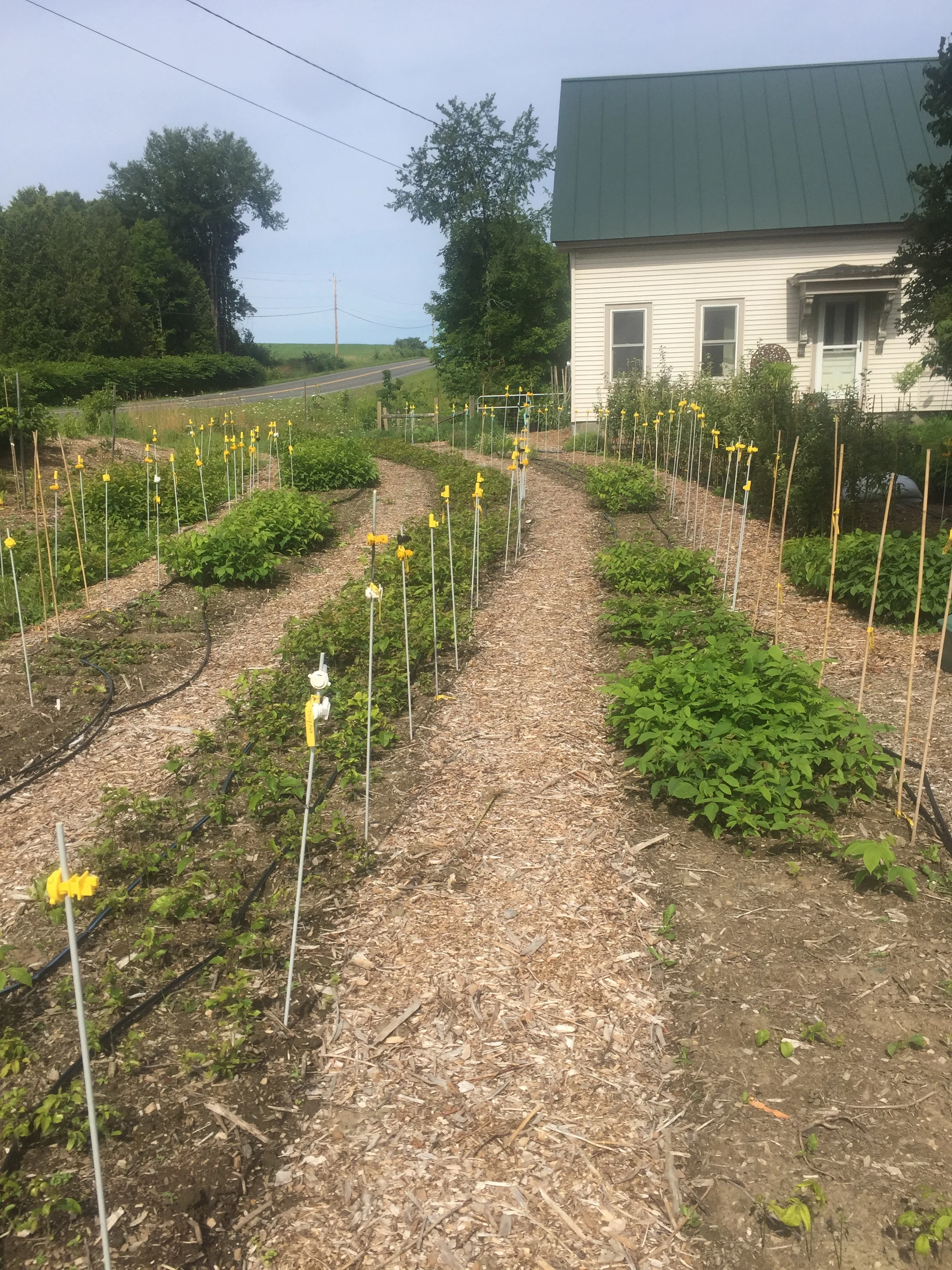 Nut Tree seed beds