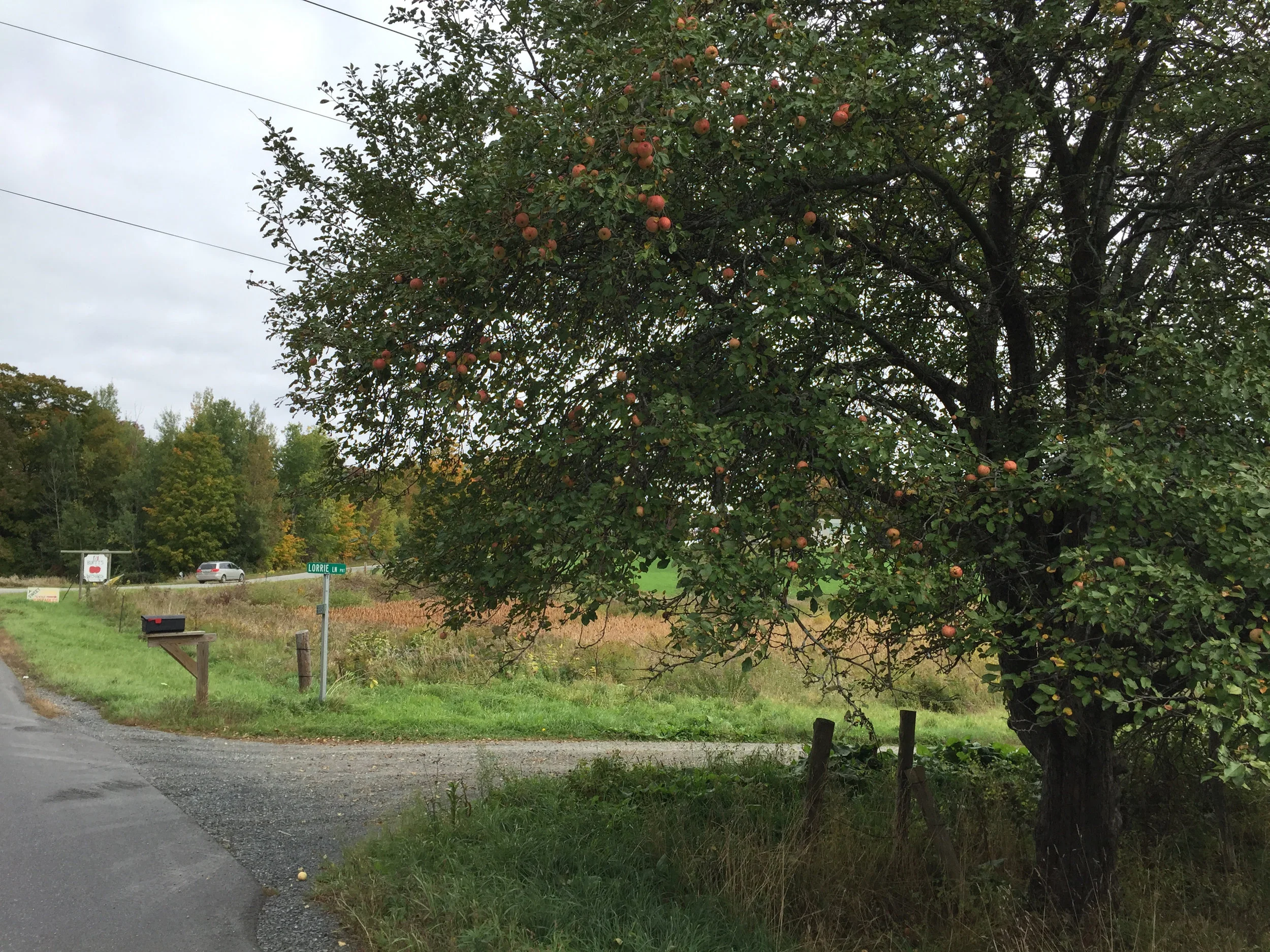 Lorrie Lane Apple