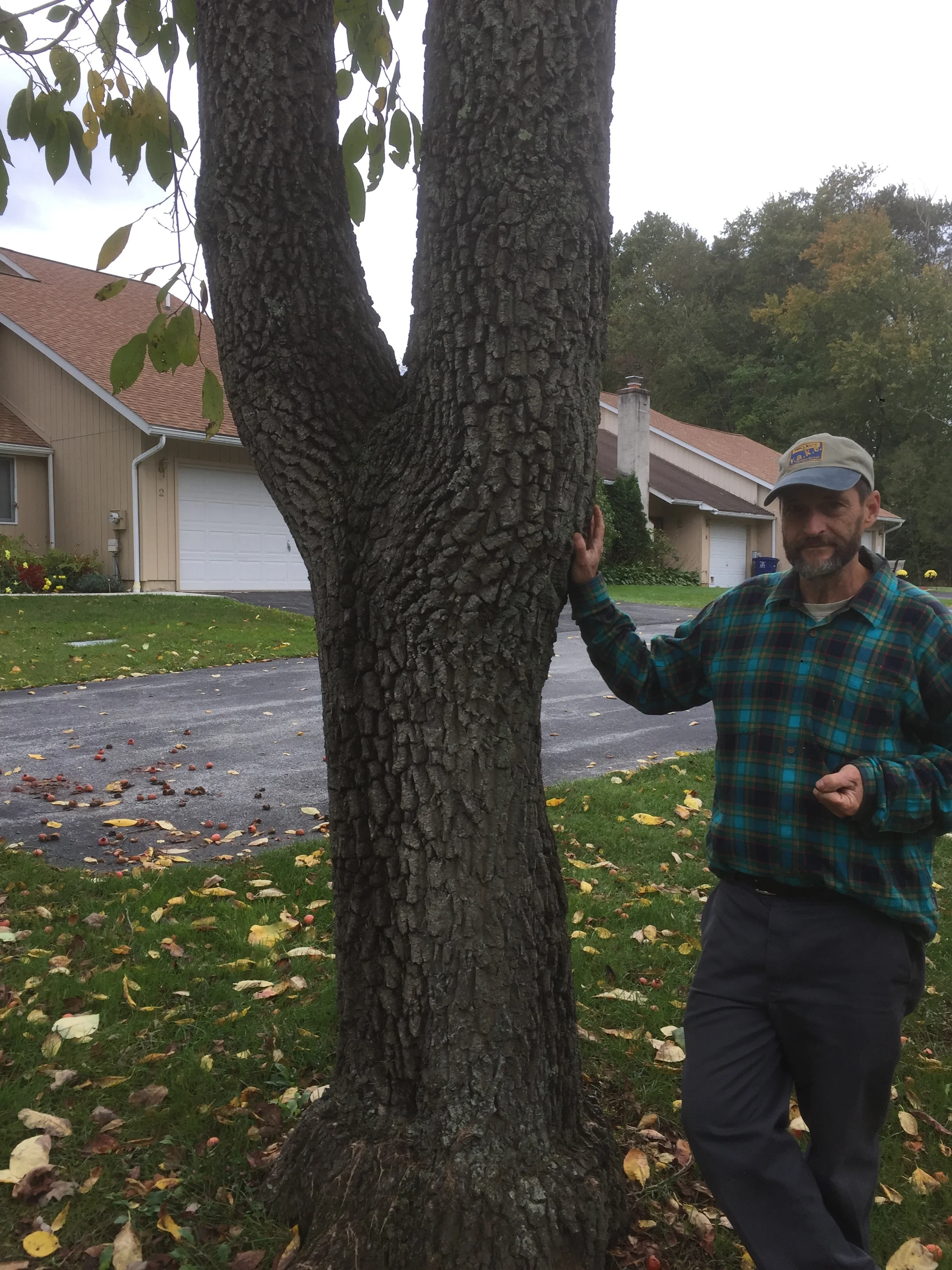 American Persimmon