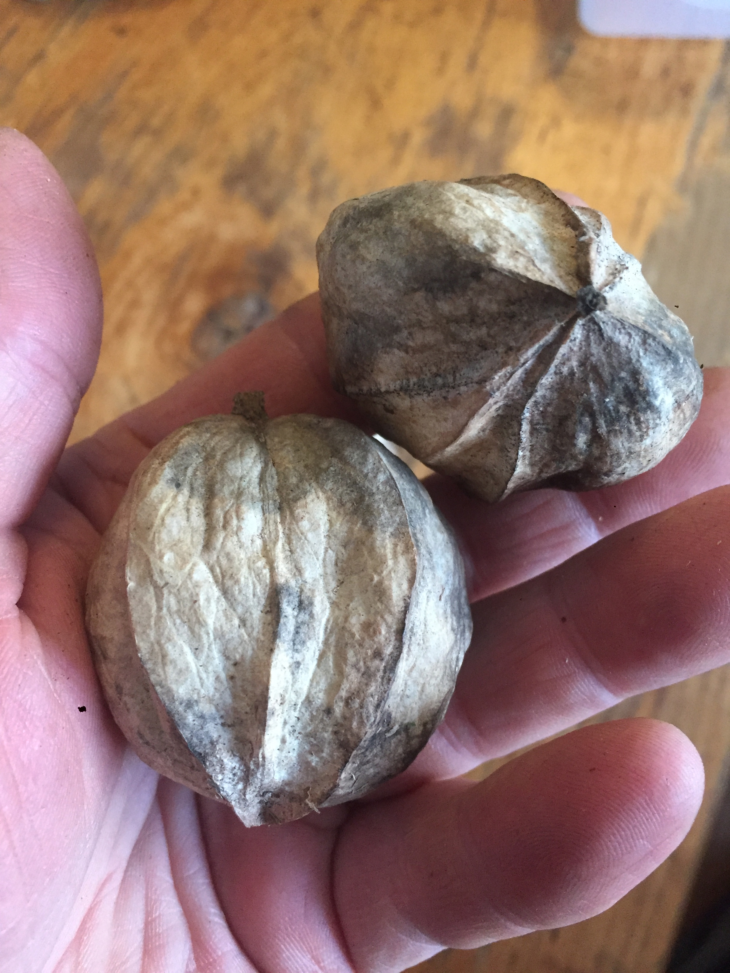 Hickory Nut