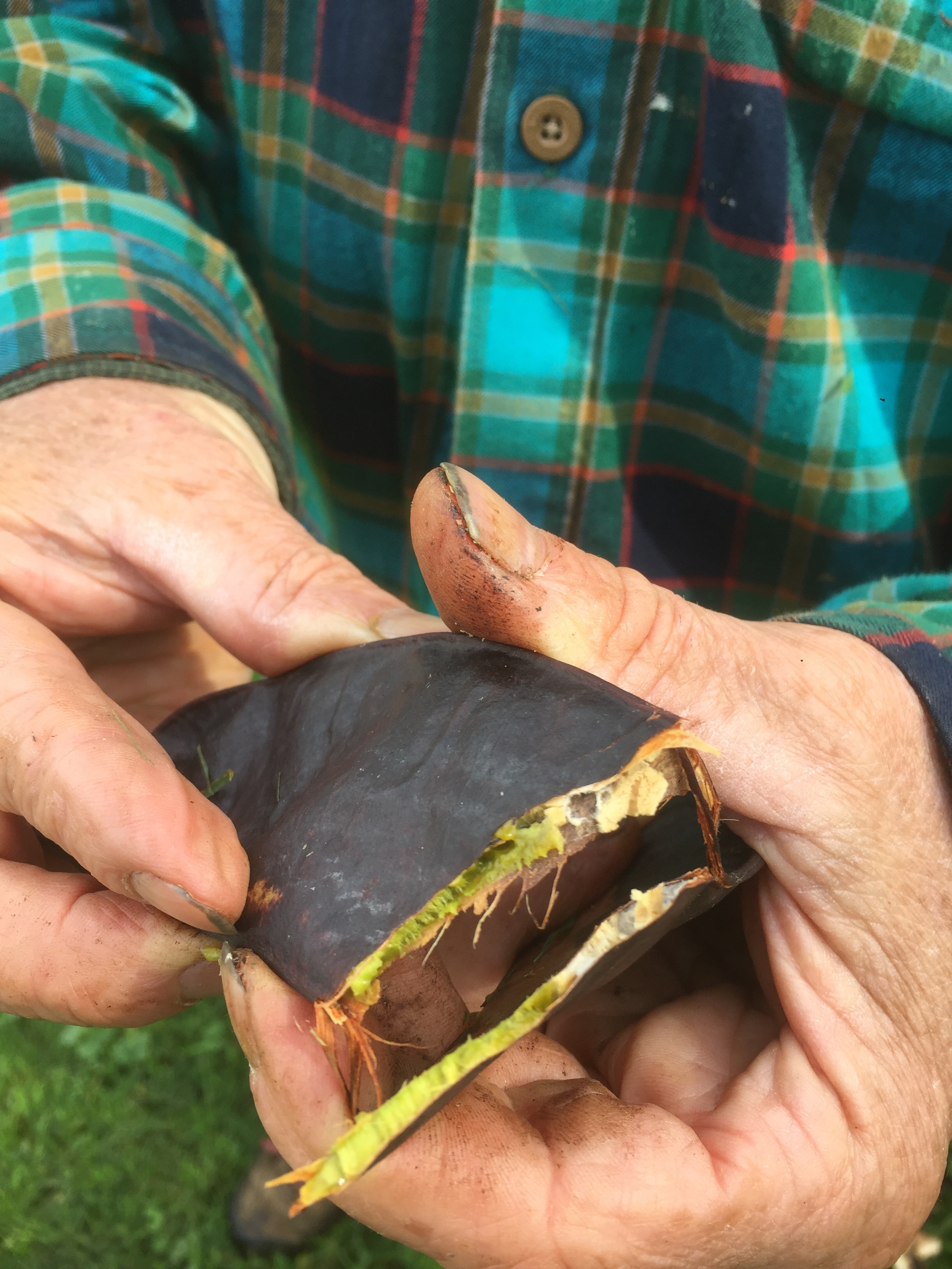 Honeylocust Seedpod