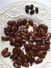 Sprouted Honey Locust seed