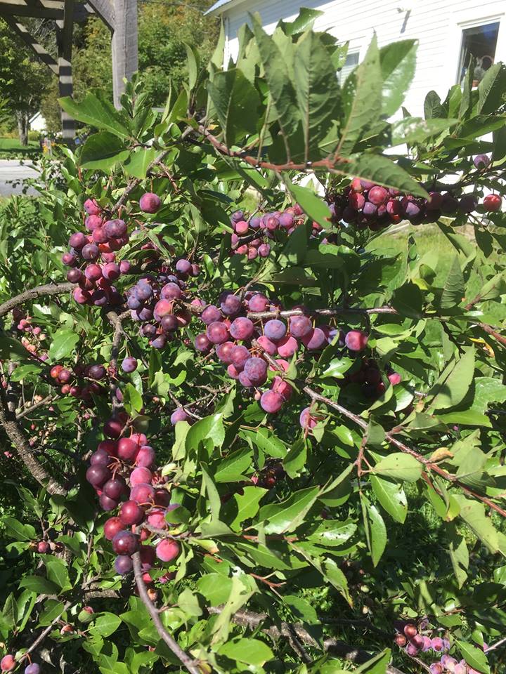 Beach Plum