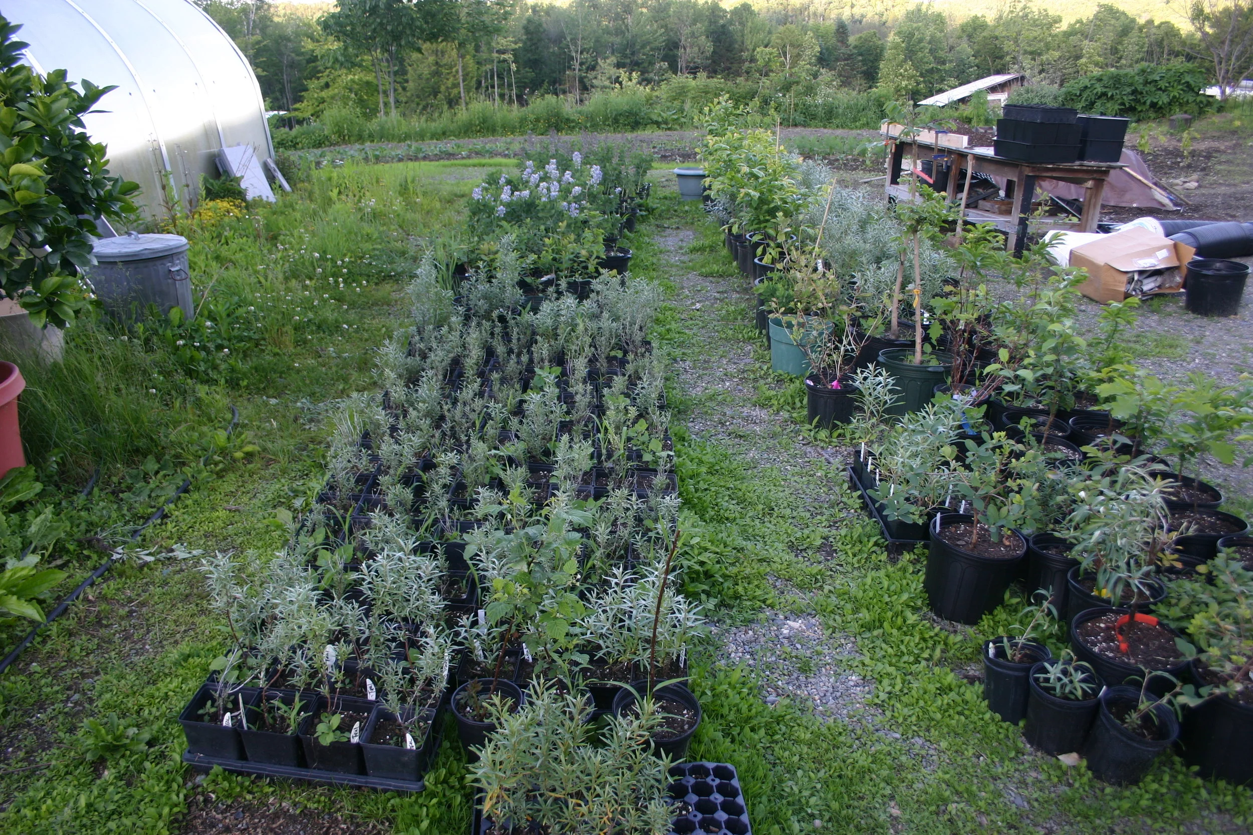 seaberry cuttings.JPG