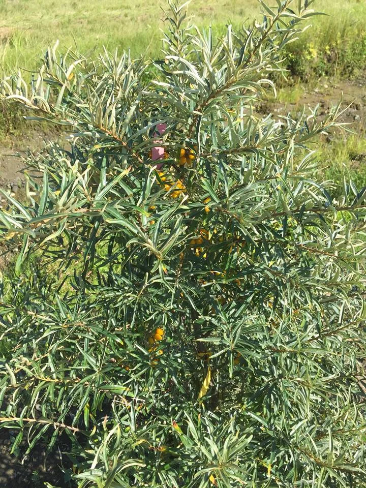 3 year old Seaberry with fruit