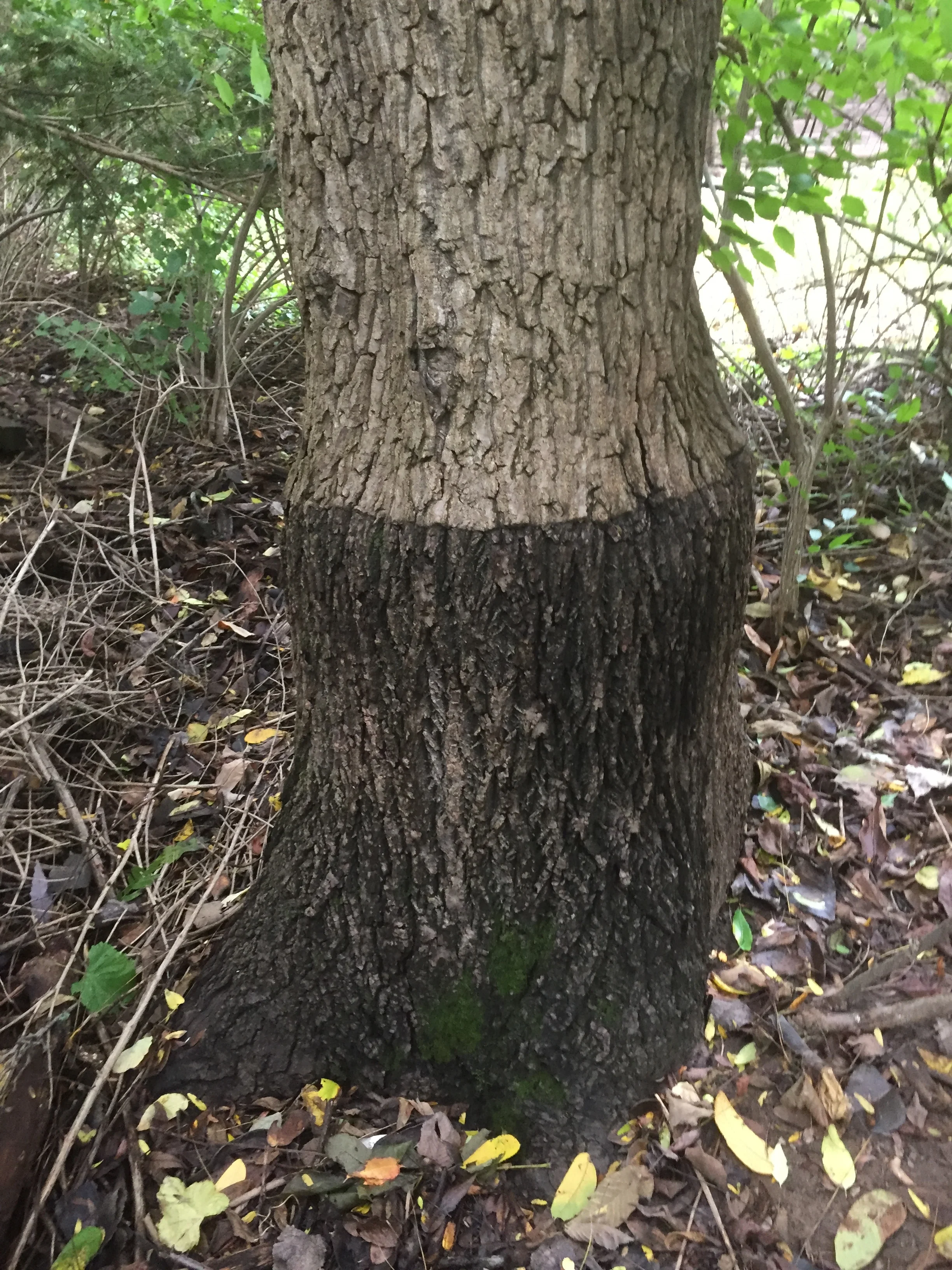 hershey woodland J regia graft.JPG