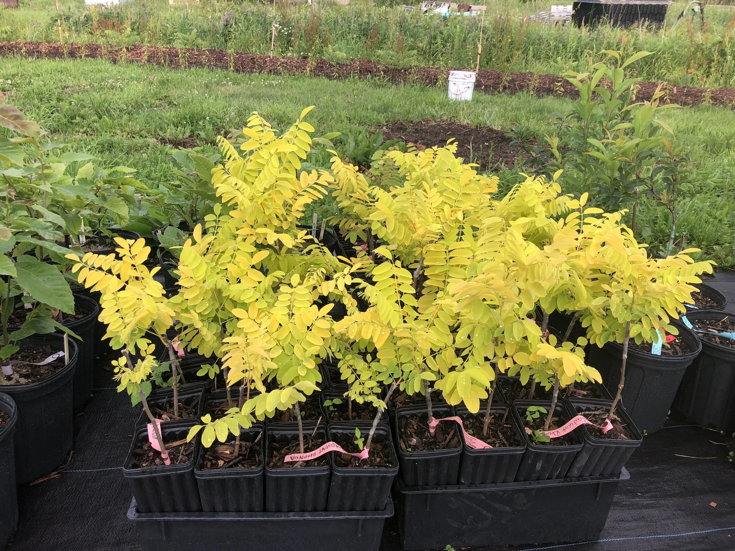 IMG_0443.jpg