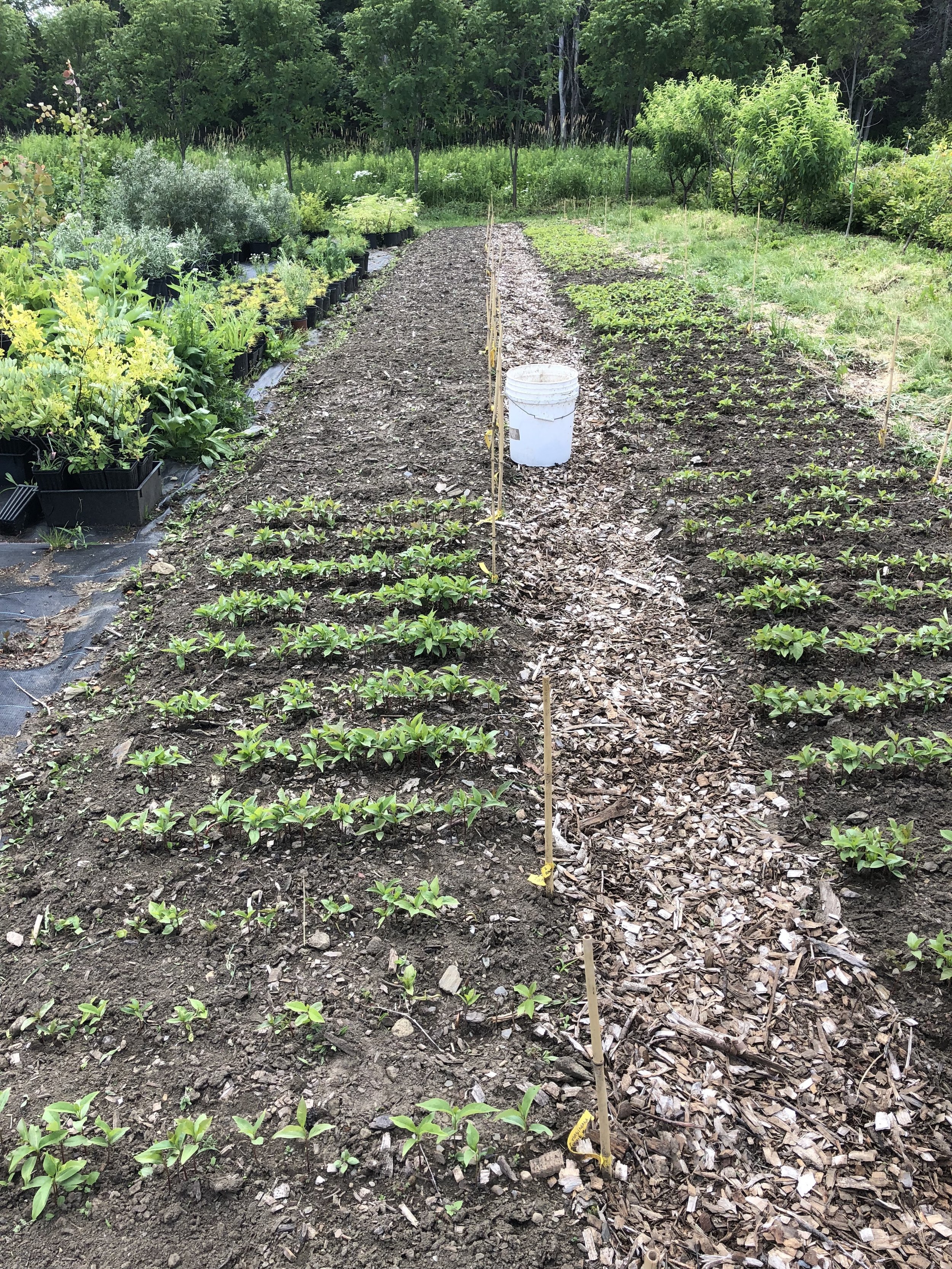 persimmon seedbeds 2019.JPG