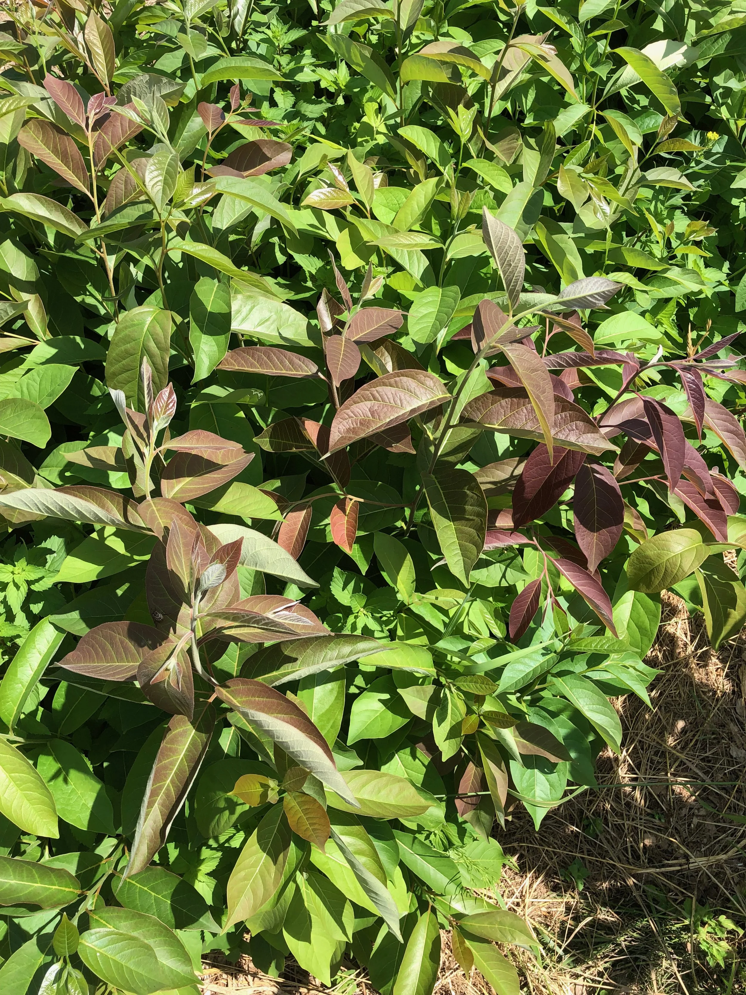 persimmon seedlings.jpg