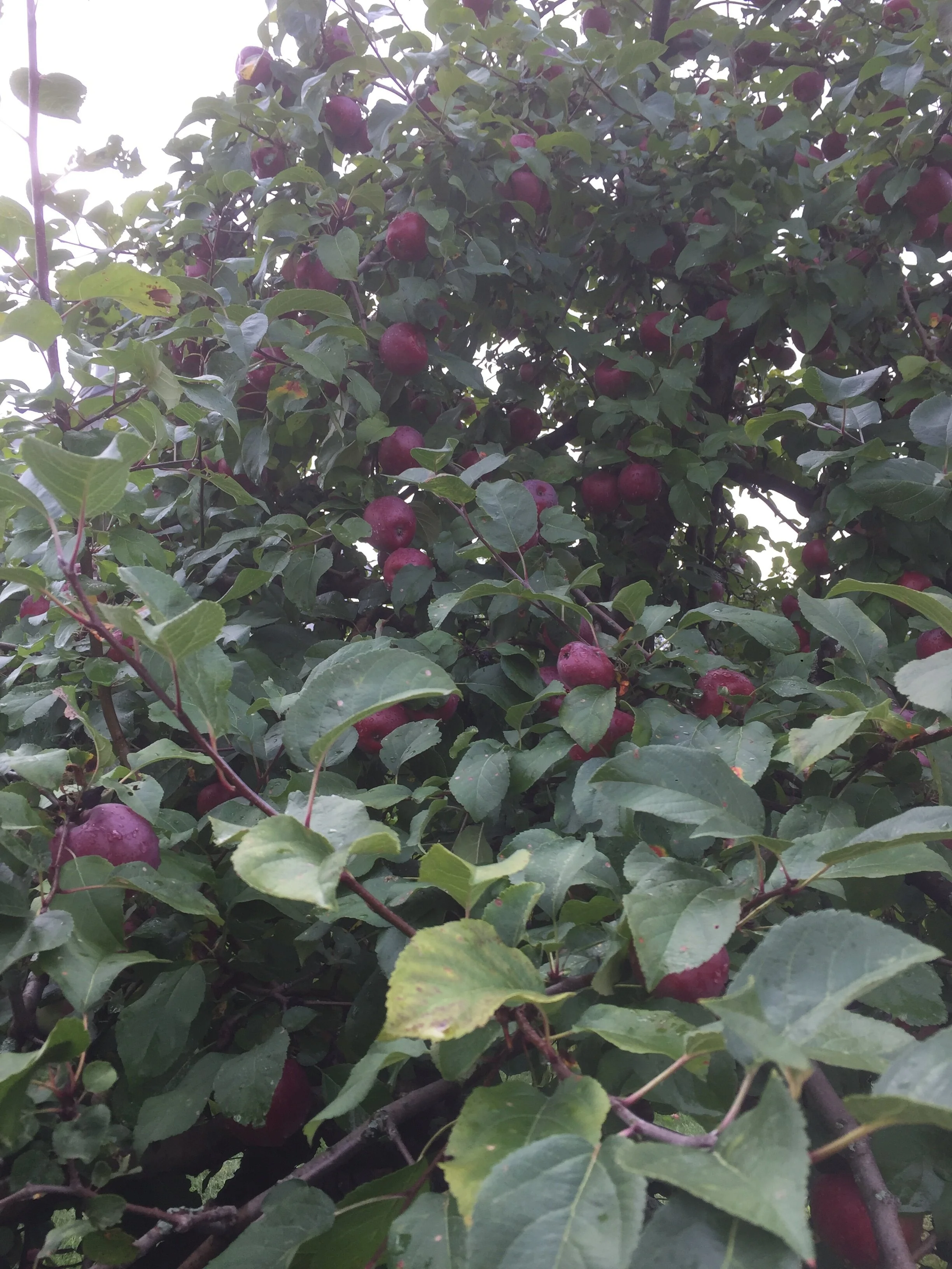 rest stop apples.JPG