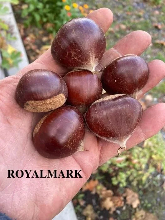 Royalmark seed.jpg