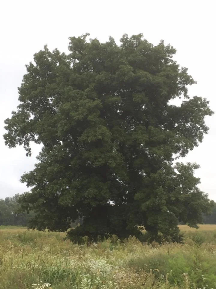 Fairbanks Bitternut x shag.jpg