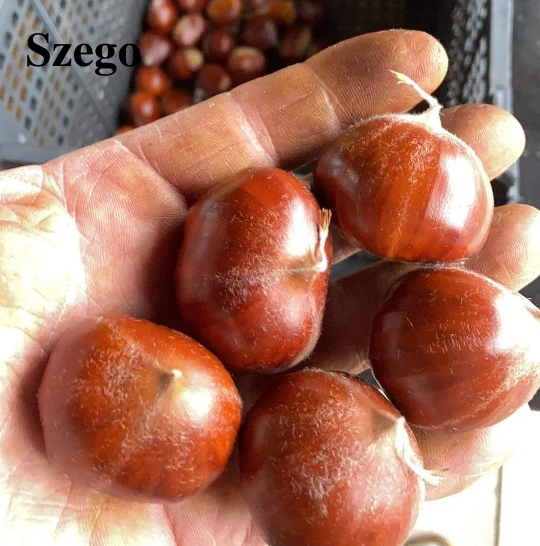 'Szego' seeds.jpg
