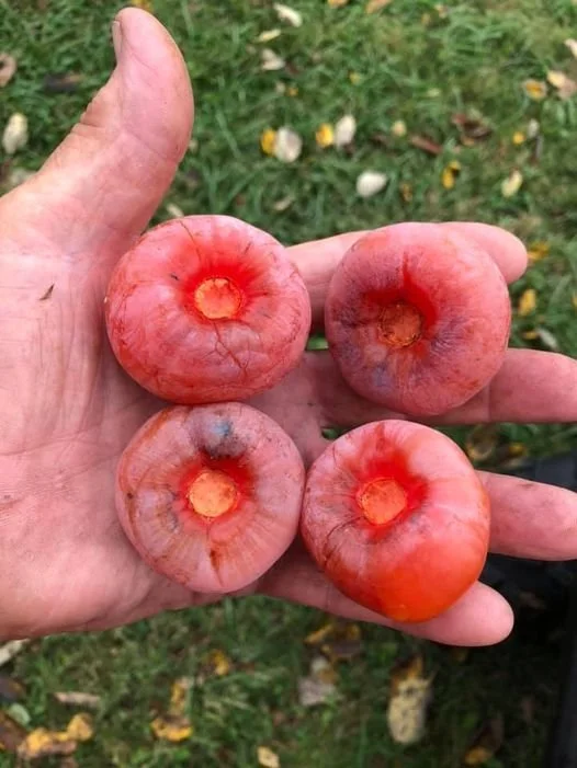 Valeene Beauty -Juhl x Early Golden.jpg