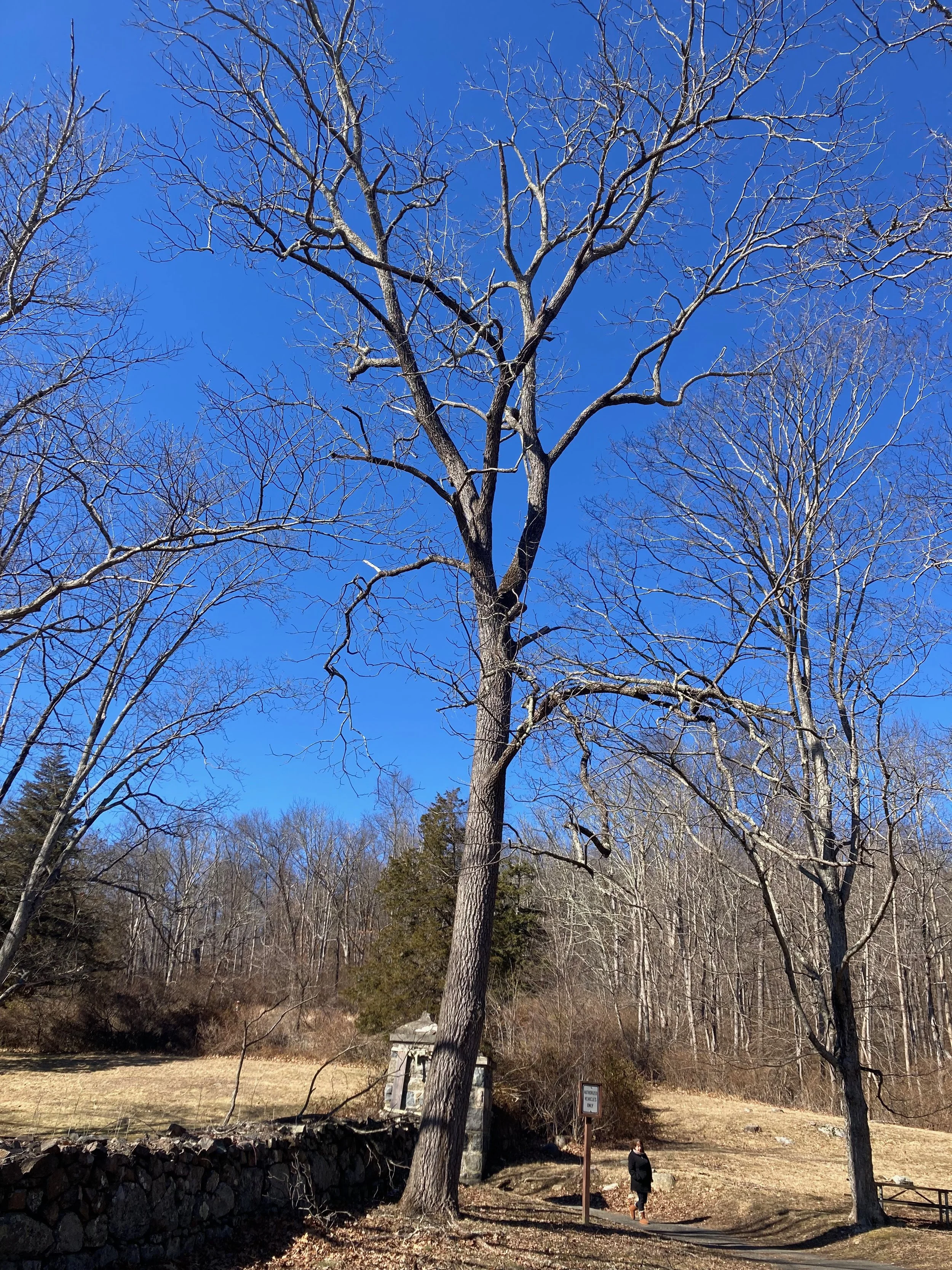 RINGWOOD TIMBER.jpg