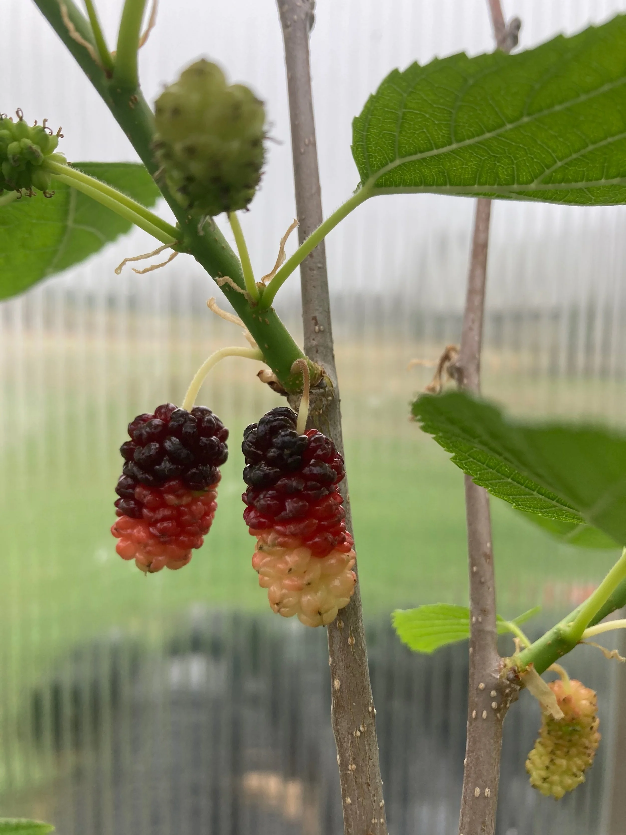 lawsondawson, parfait...jpg