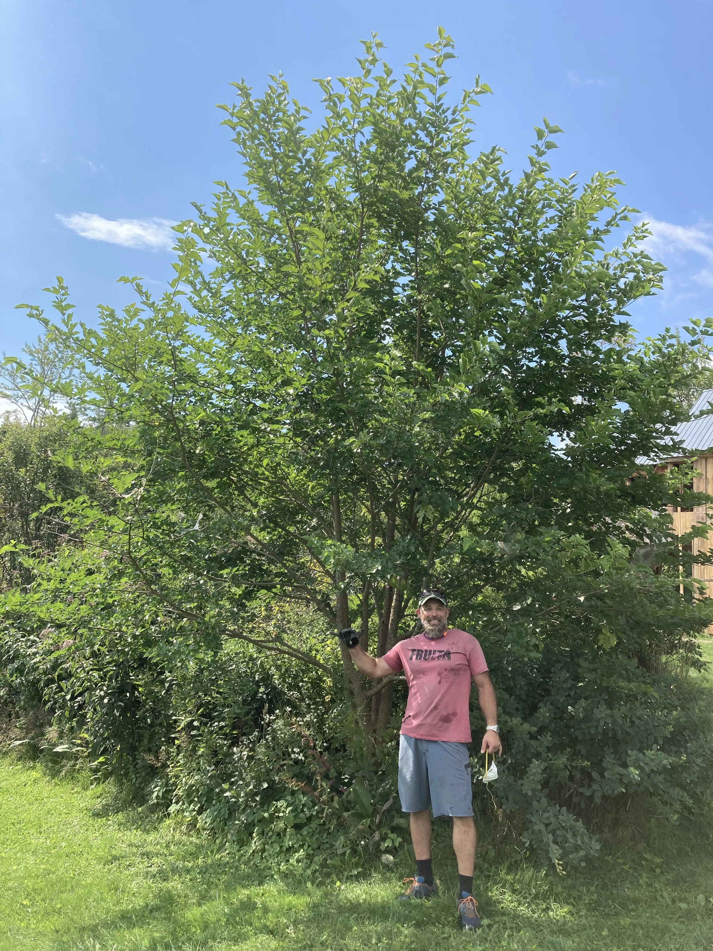 Brooke mulberry.jpeg