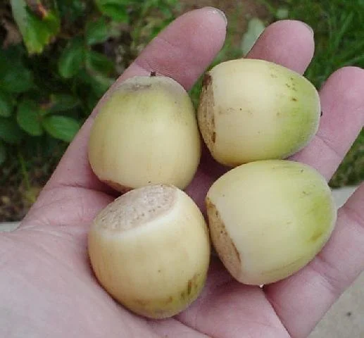 Bur Oak Acorns 4.jpg