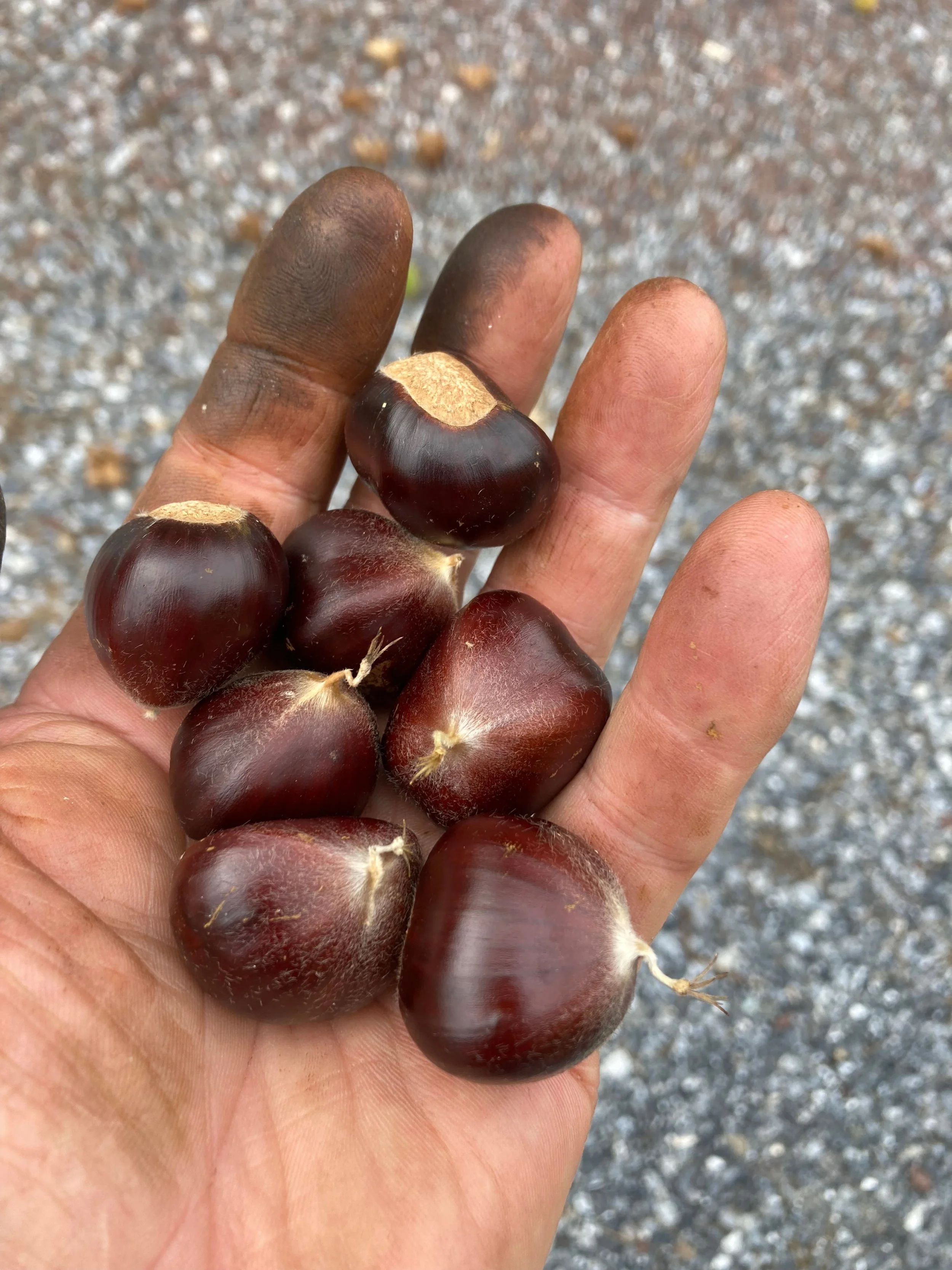 cider nuts.jpg