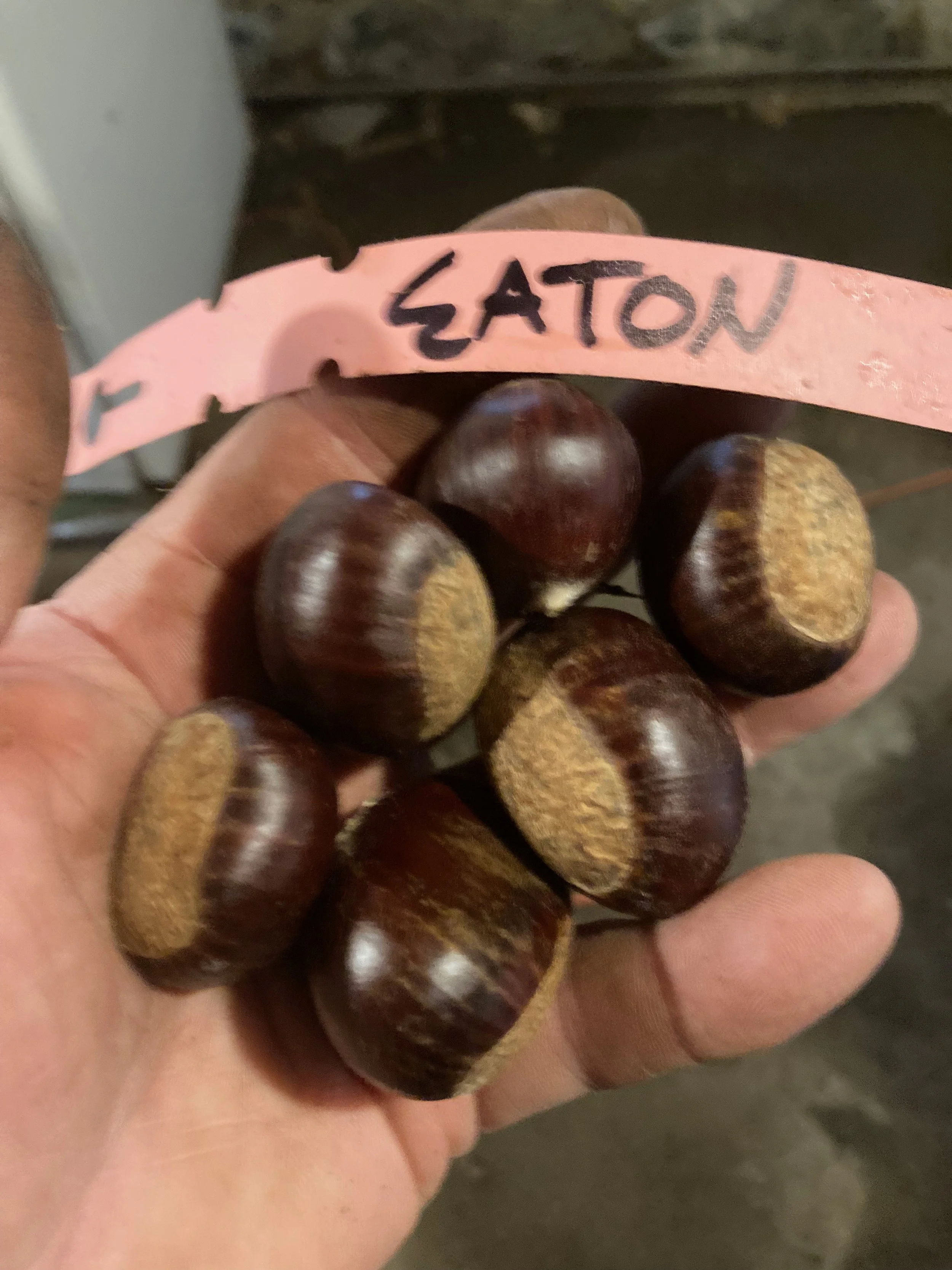Eaton NUts.jpg