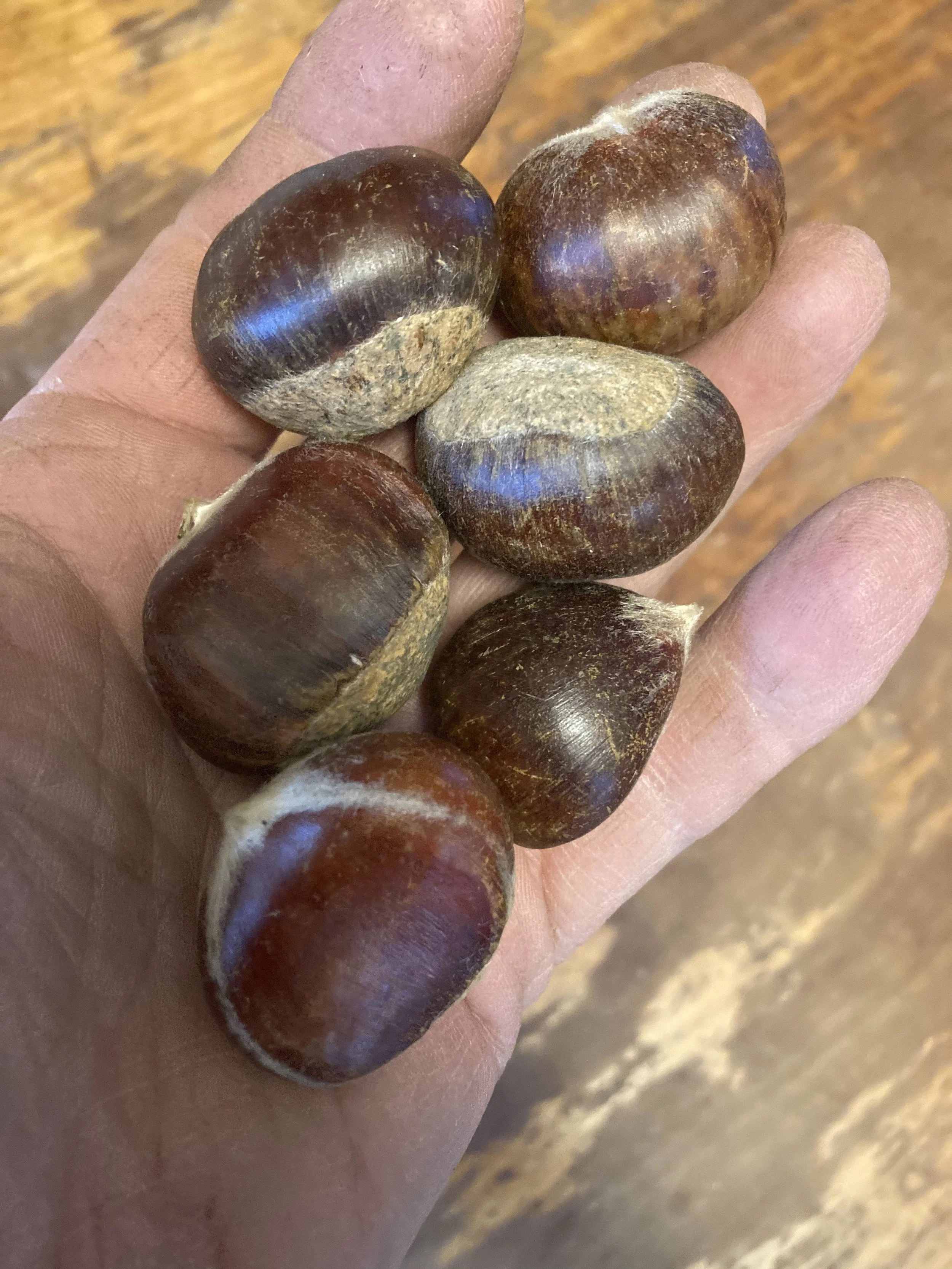 Chinese Orchard tree nuts.JPG