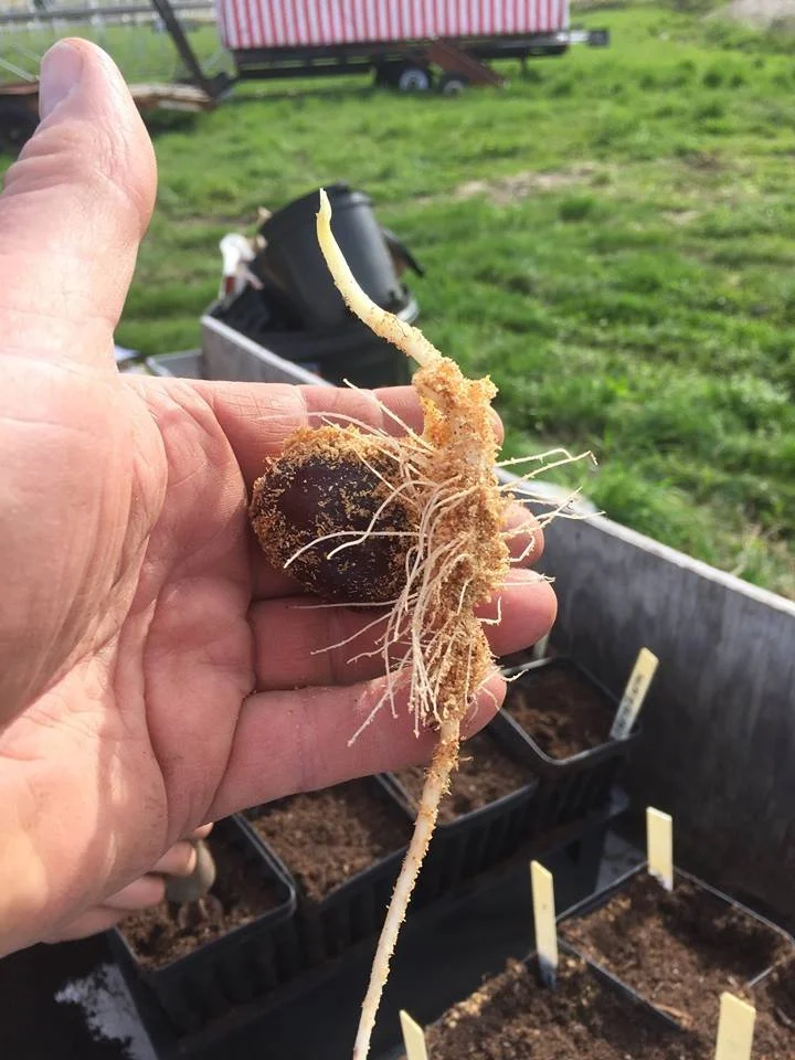 chestnut seed sprouts.jpg