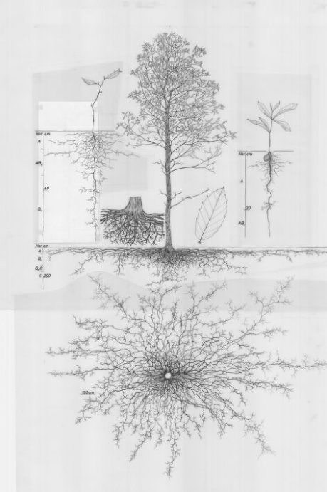 chestnut root system.png