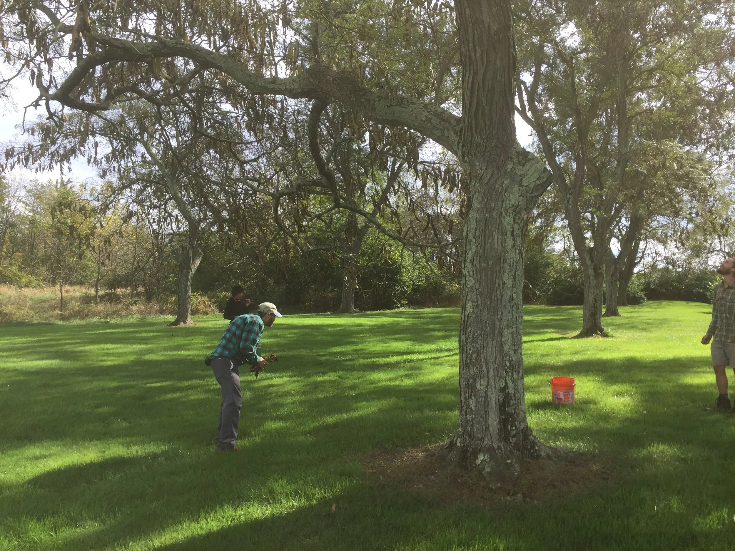 Hershey Honet Locust Savanna.JPG