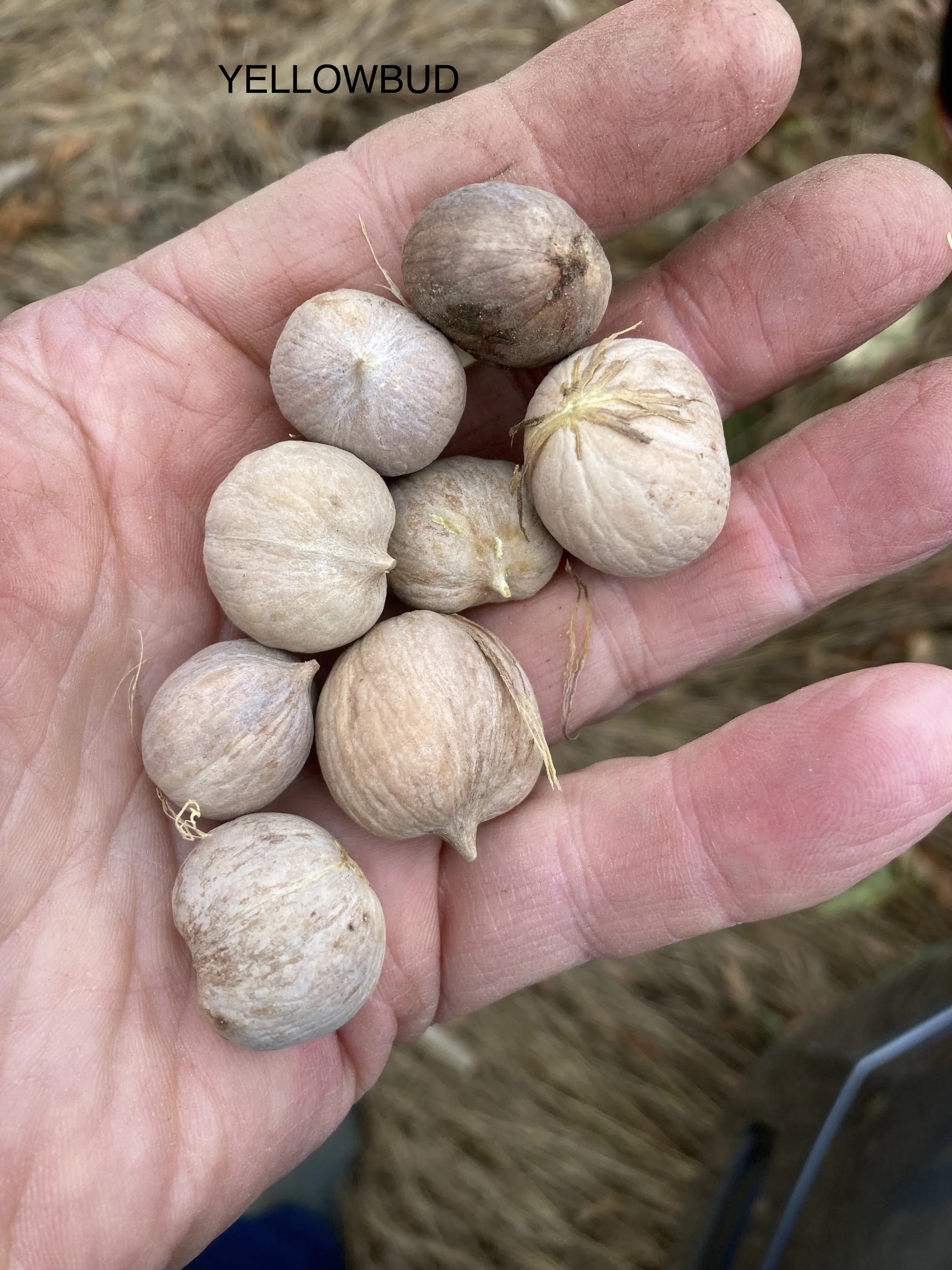 yellowbud.jpeg