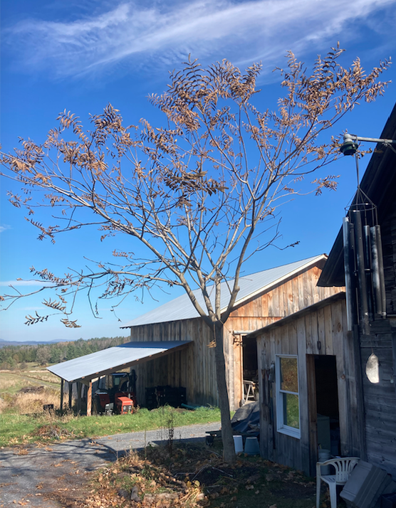 Screen Shot 2024-10-23 at 1.34.02 PM.png