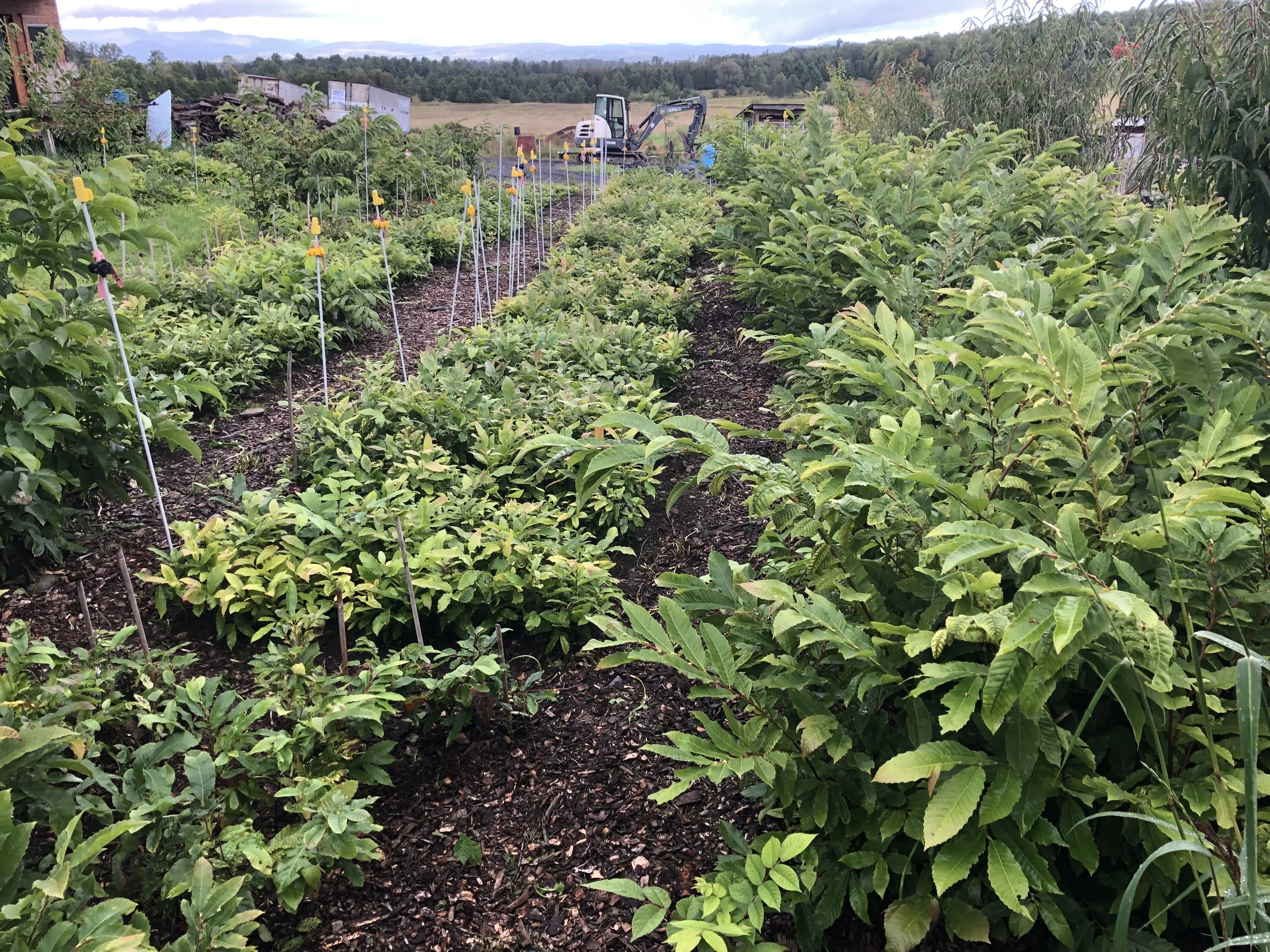 chestnut beds.jpg