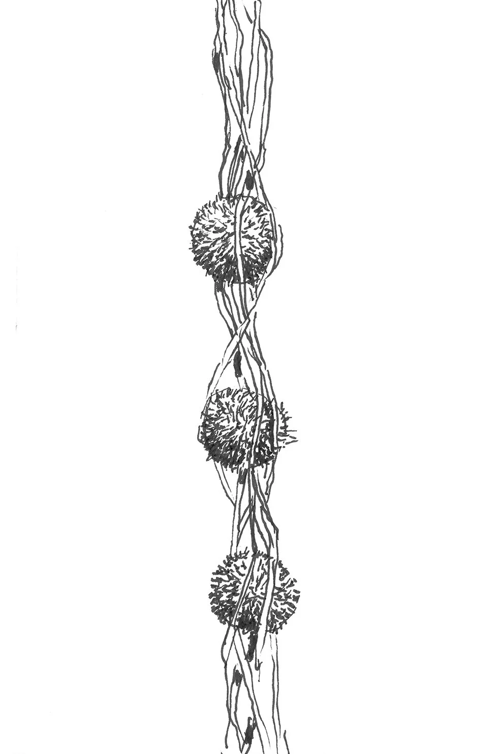  Web Seedlings | Ink On Paper 